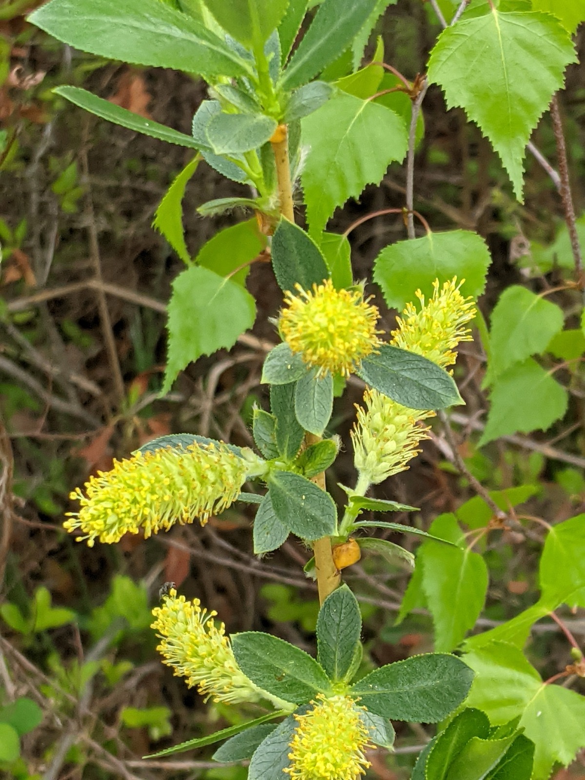 Floraison de saule brillant dans le secteur du Plan-Bouchard, à Blainville