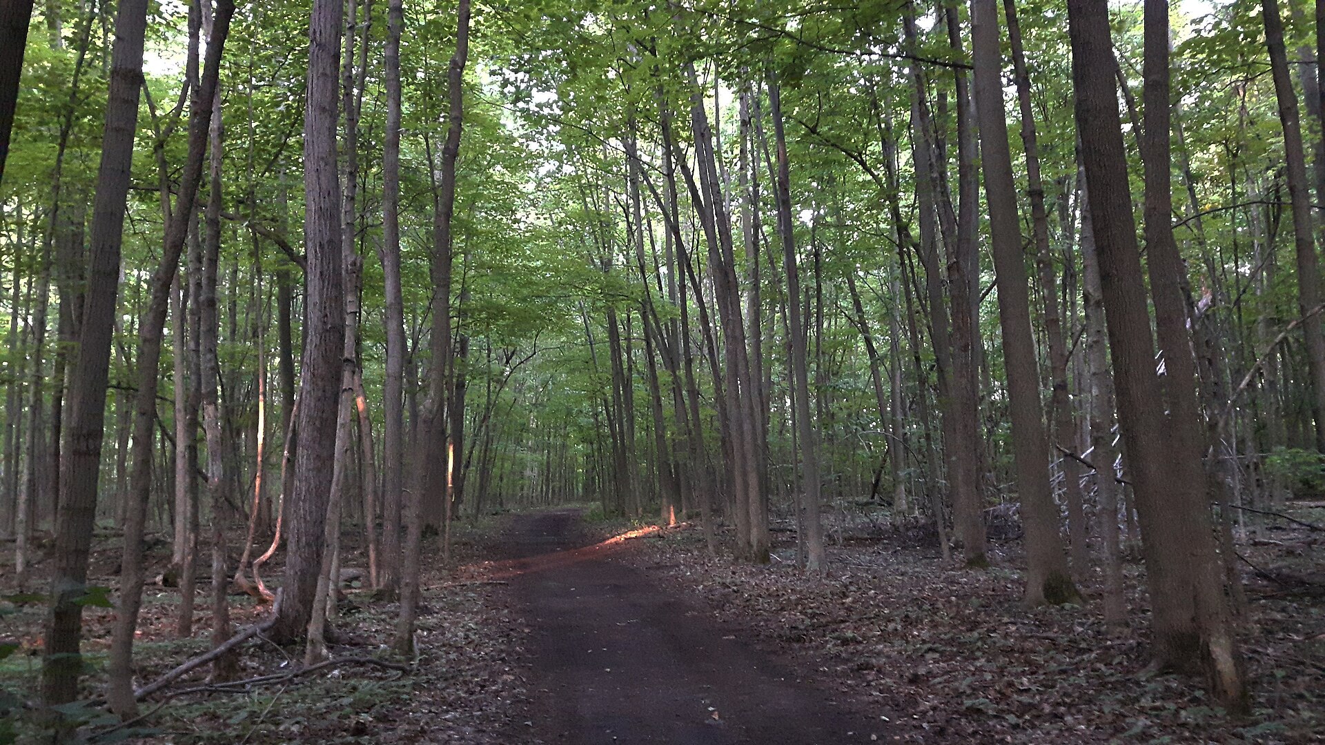 Sentier en forêt au Centre écologique Fernand-Seguin, à Châteauguay