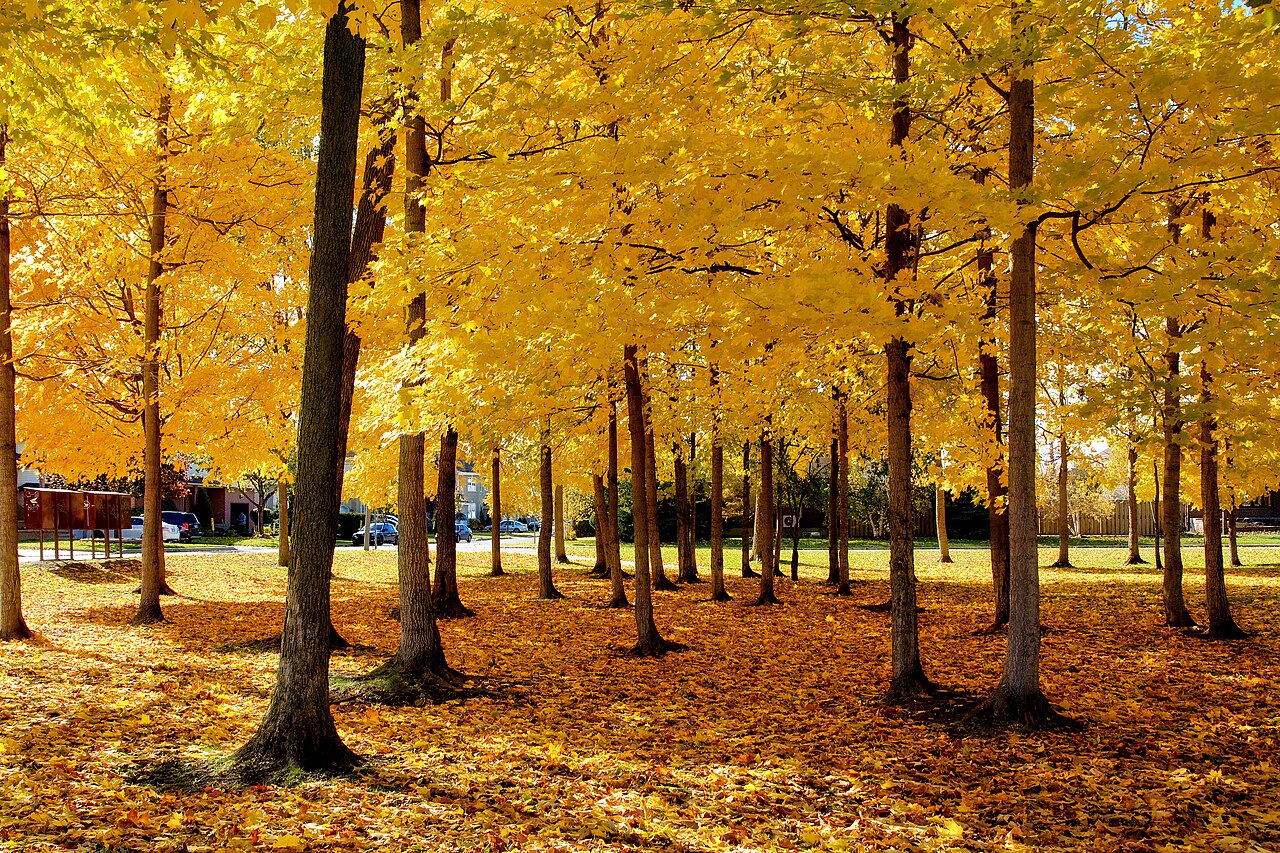 Érables dorés à l'automne au parc Holleuffer, rue Budge, à Kirkland