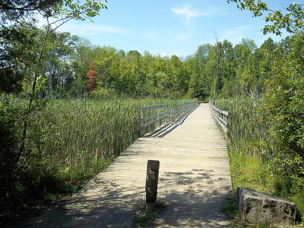La passerelle de bois au-dessus des marais du parc-nature du Bois-de-l'Île-Bizard