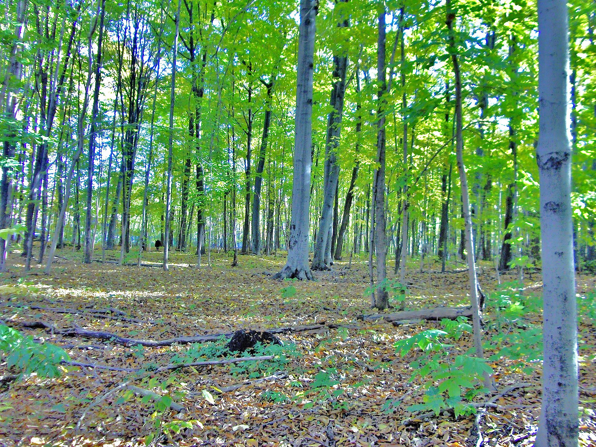 Sous-bois de hêtres du bois Papineau, à Duvernay, en octobre