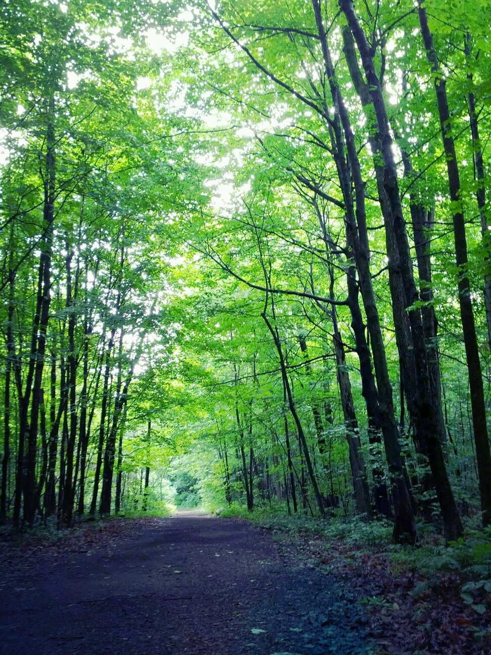 Tunnel d'arbres sur un sentier du centre écologique Fernand-Seguin