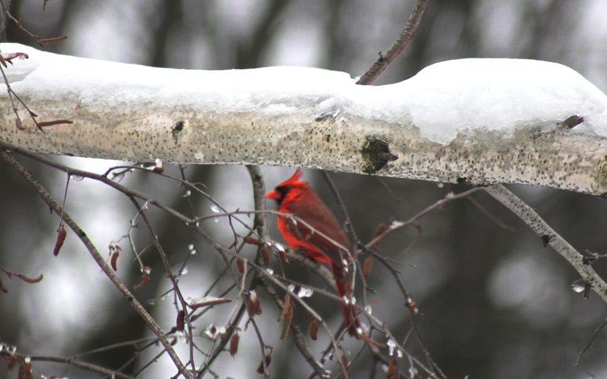 Un cardinal rouge sur une branche enneigée, dans un jardin de Lorraine