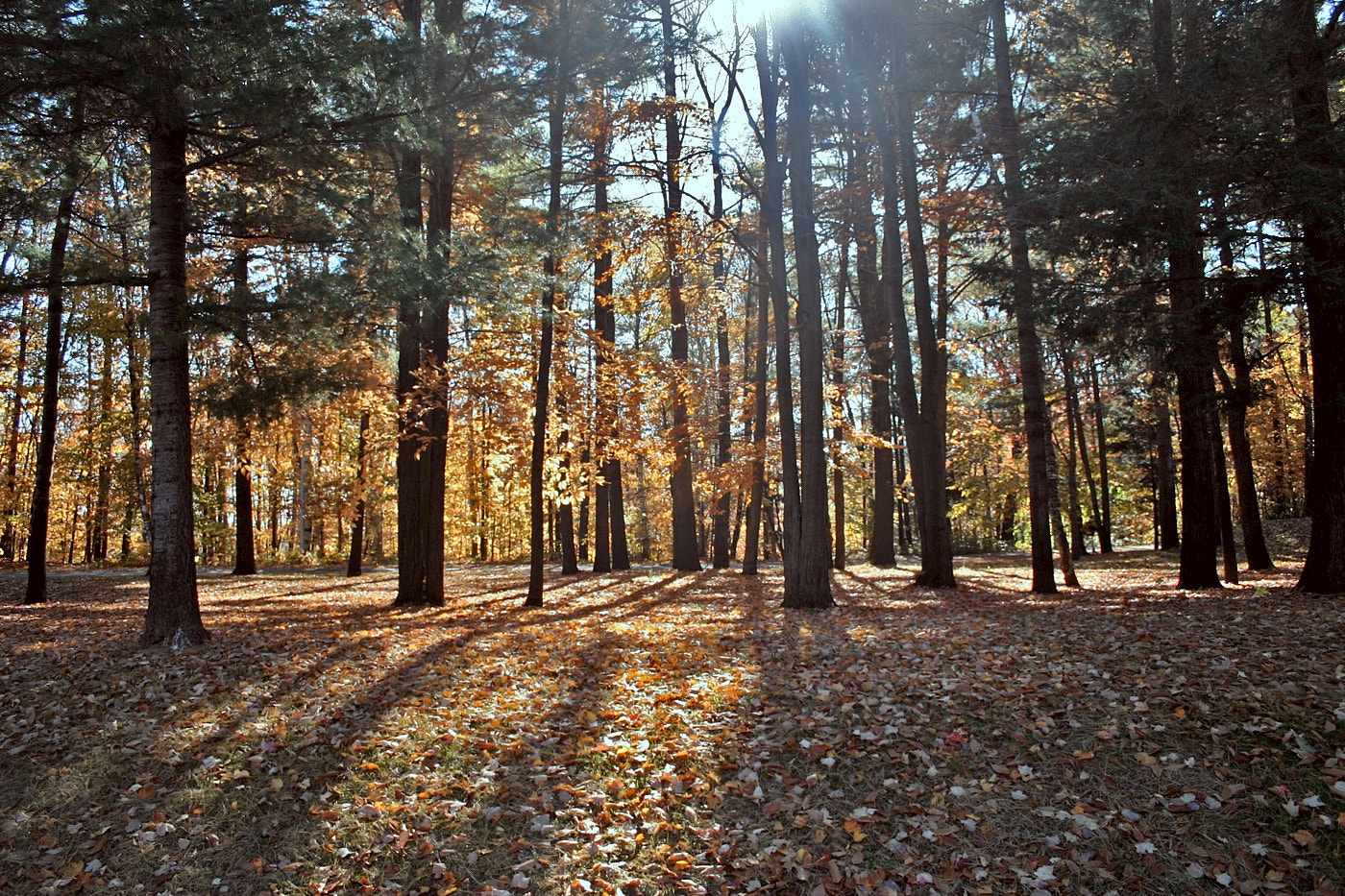 Sentier d'automne dans la forêt du Grand Coteau, à Lorraine