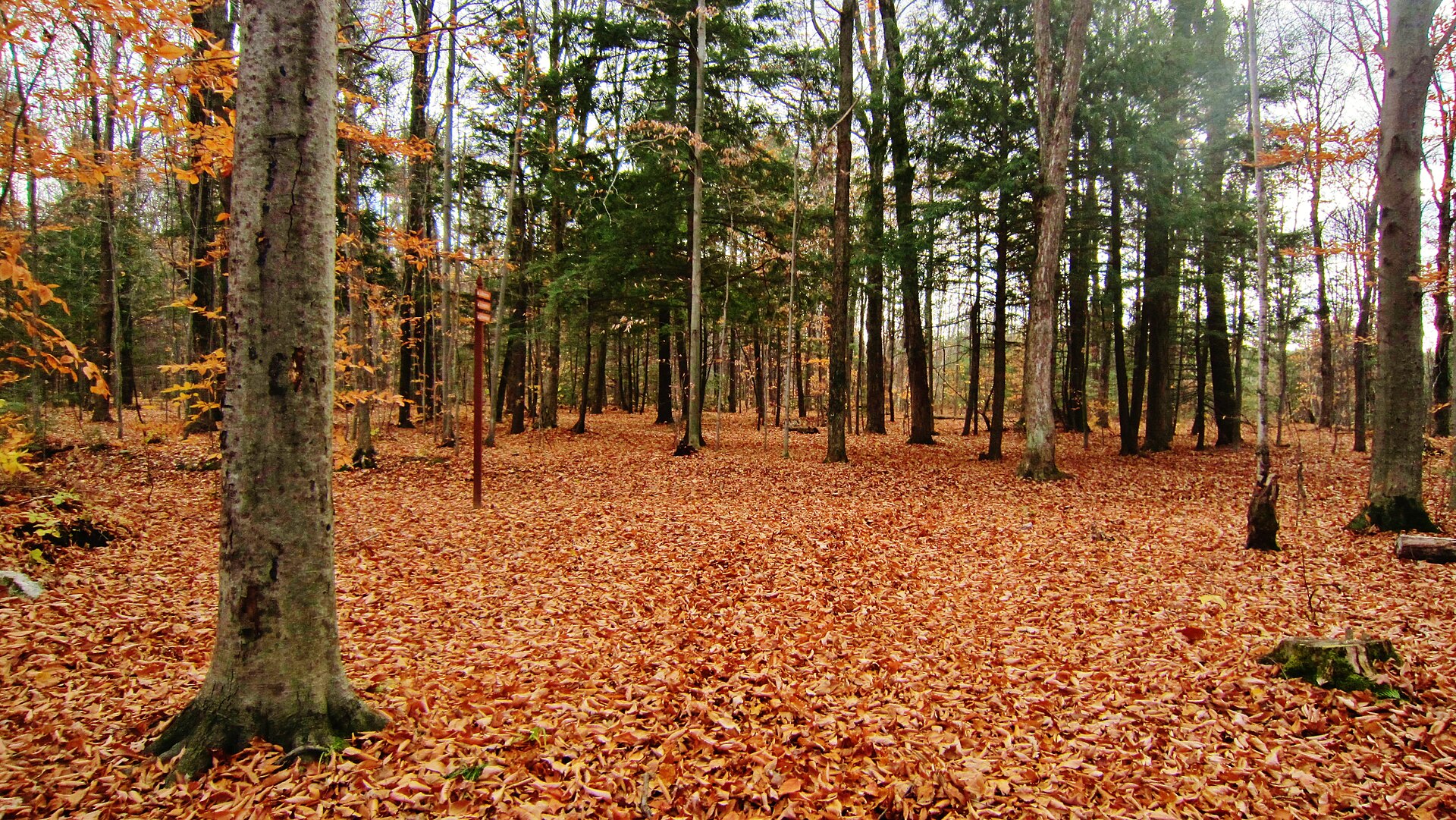 Sous-bois d'automne dans une forêt de Mascouche