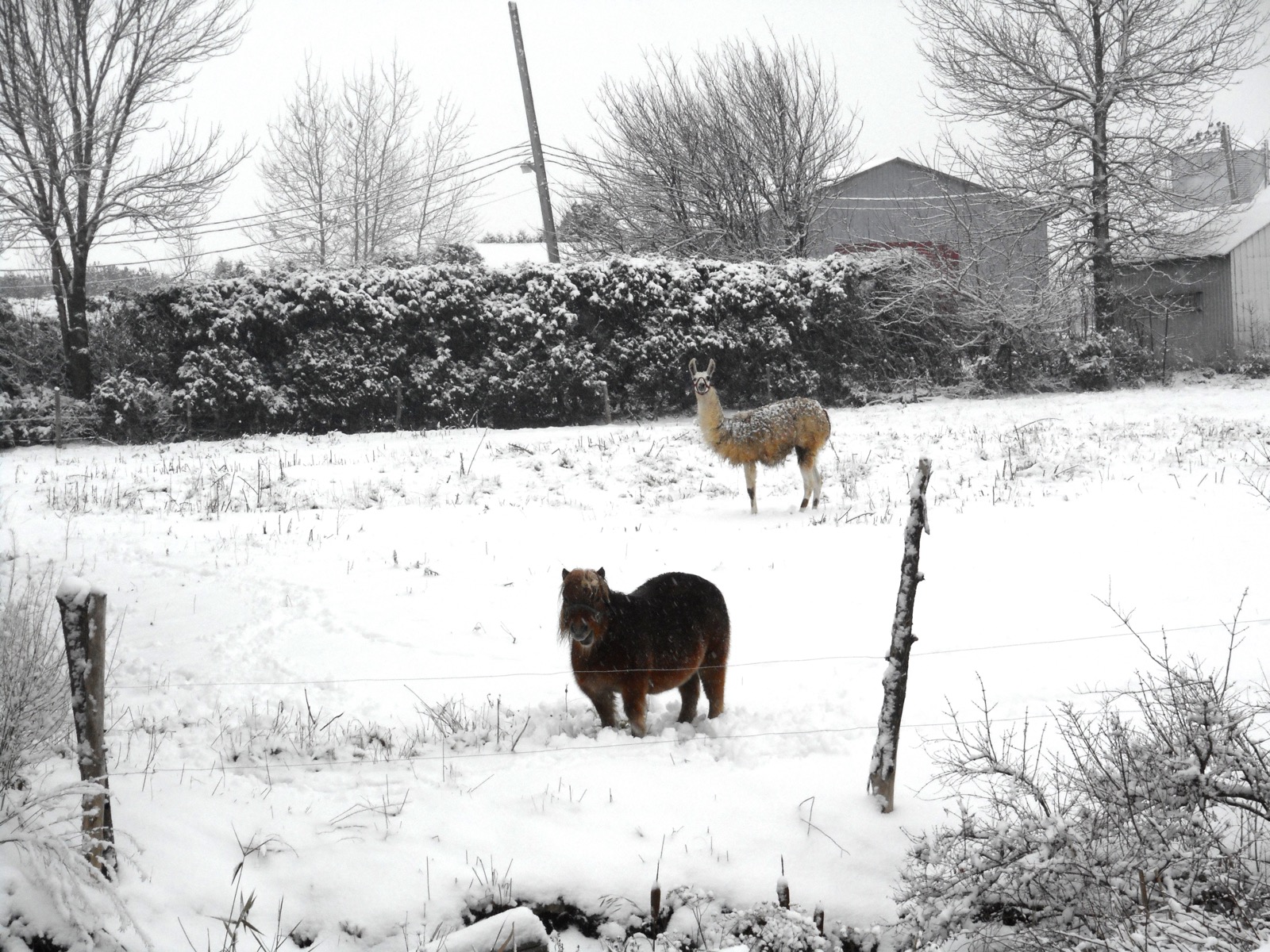 Un poney et un lama dans un champ enneigé le long du chemin Victor, à Mirabel