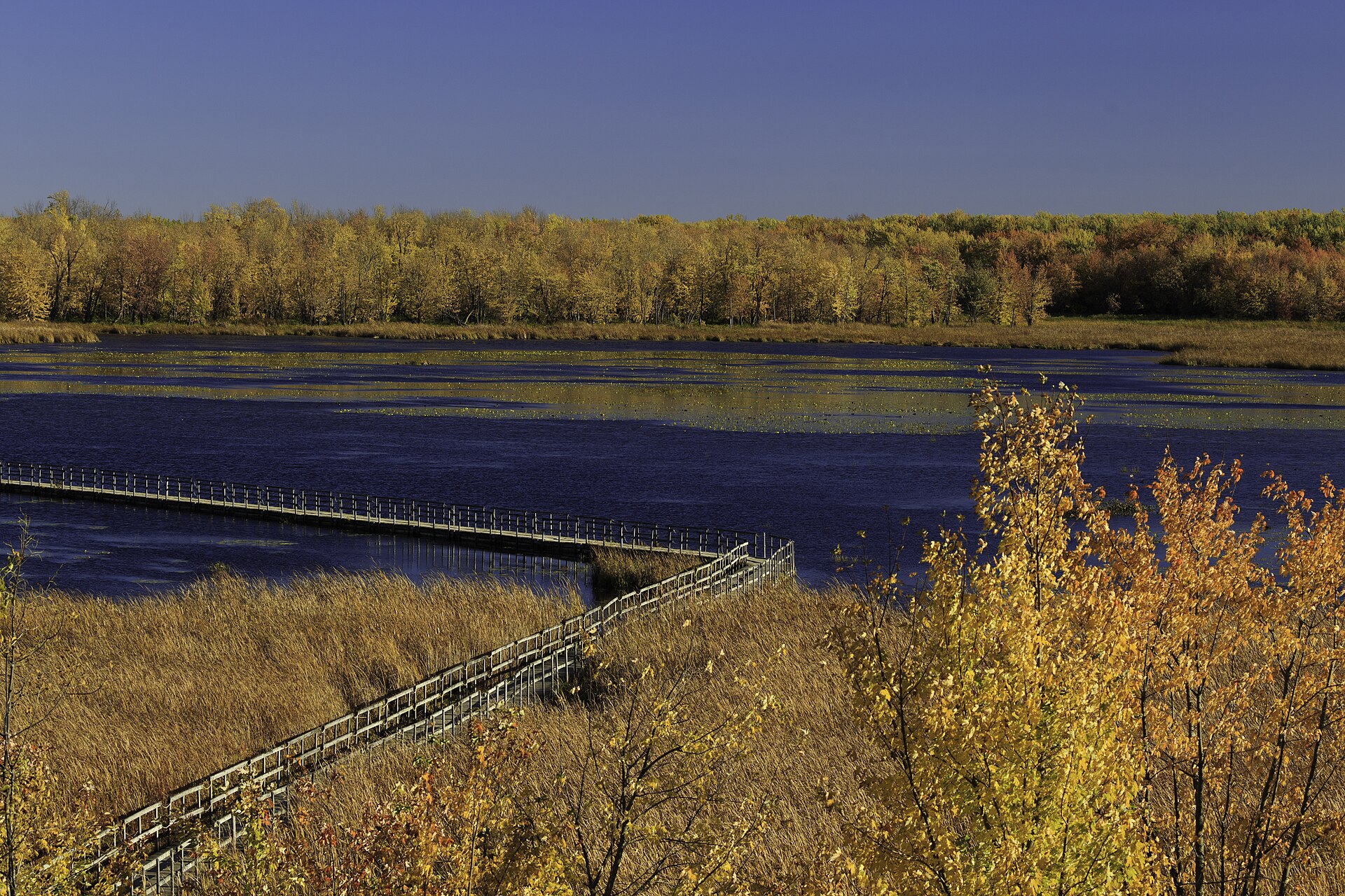 La passerelle de bois au-dessus du marais de la Grande Baie, à l'automne