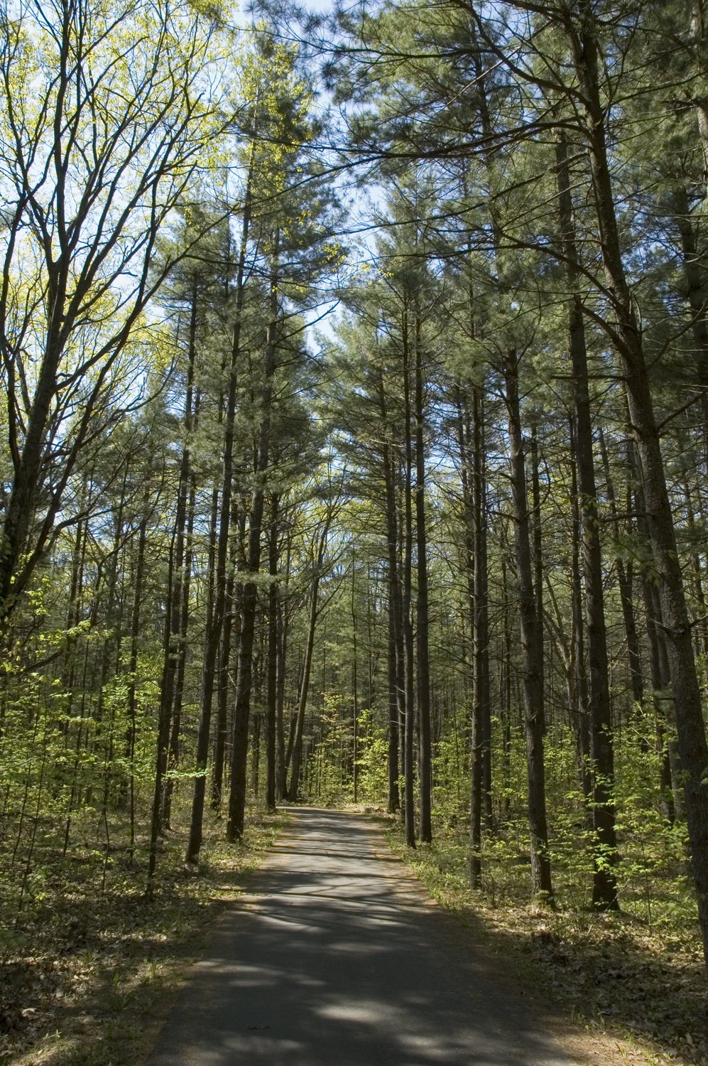 La piste cyclable qui traverse les grands pins de la pinède d'Oka