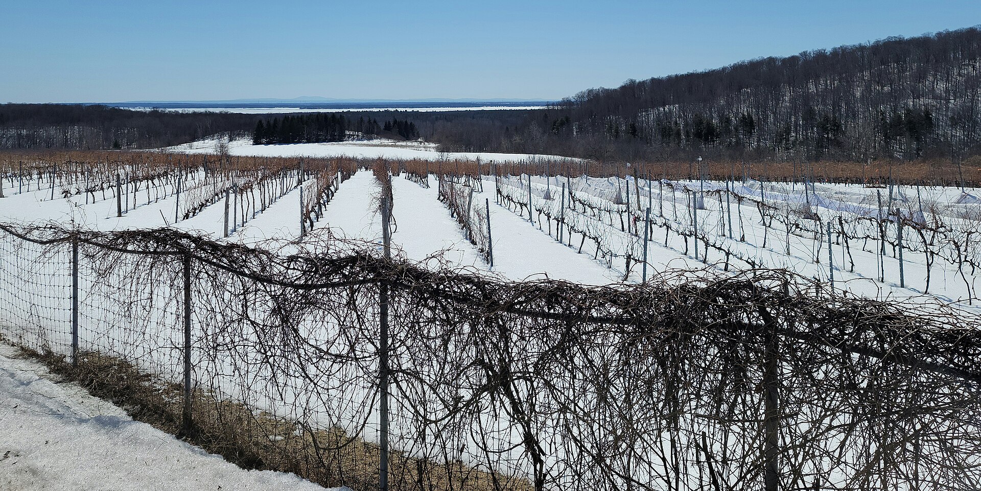 Rangs de vignes sur le chemin d'Oka en hiver, avec le lac des Deux Montagnes au loin