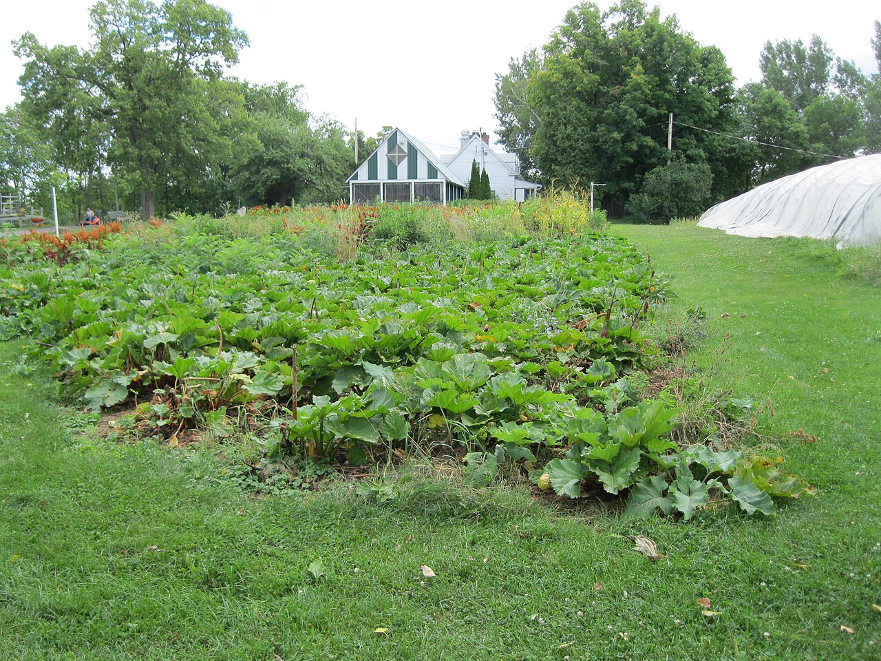 Le potager et la serre de la ferme écologique du parc-nature du Cap-Saint-Jacques