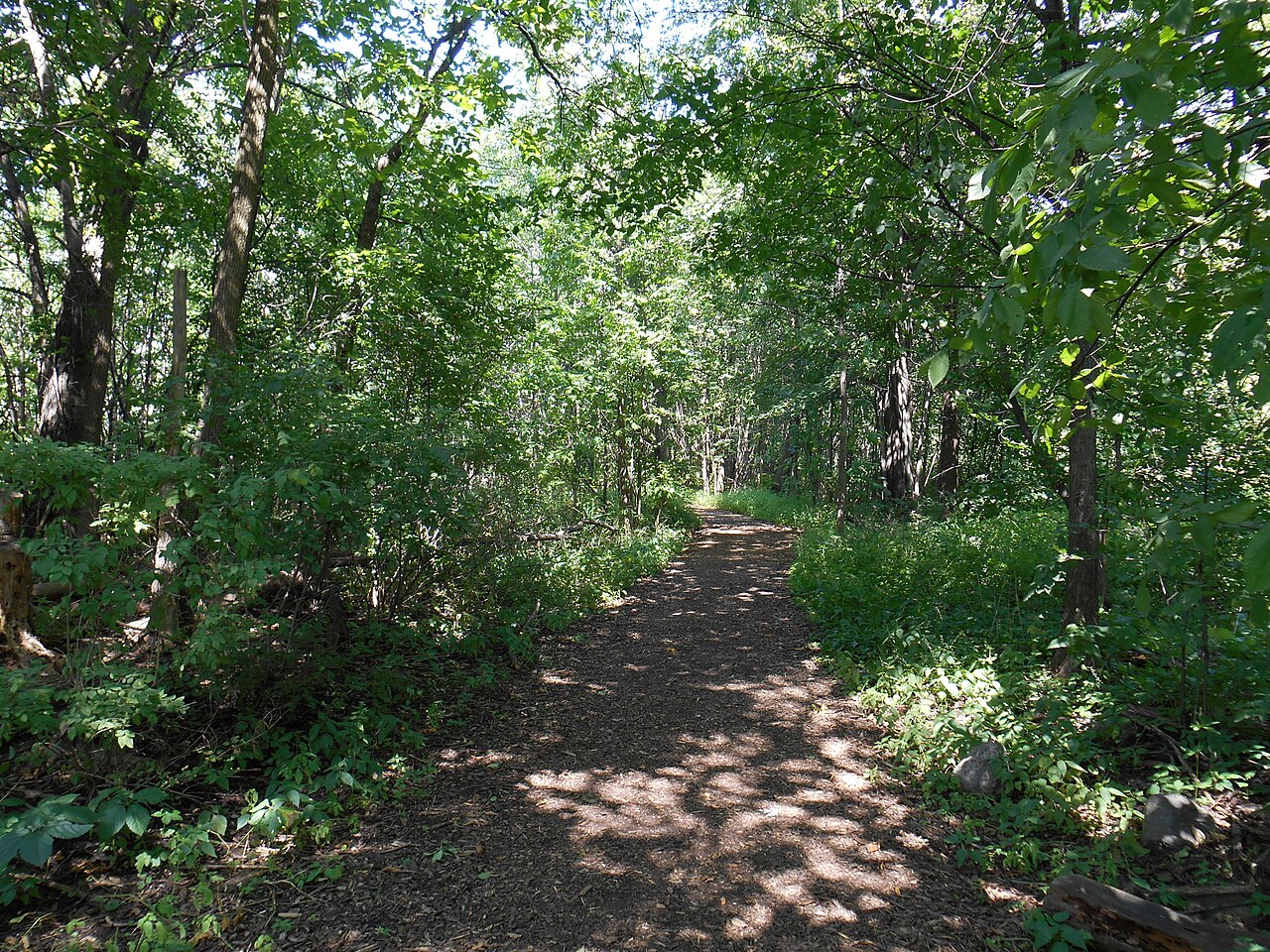 Un sentier dans le boisé du parc Marcel-Laurin, à Saint-Laurent
